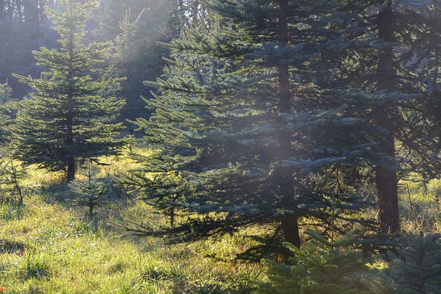 Mehrere Tannen im Wald
