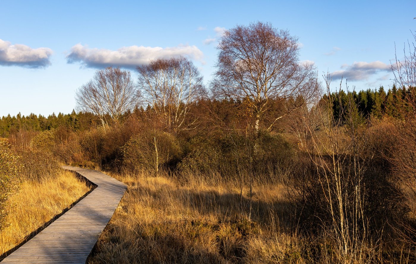 Holzweg durch das Hohe Venn.