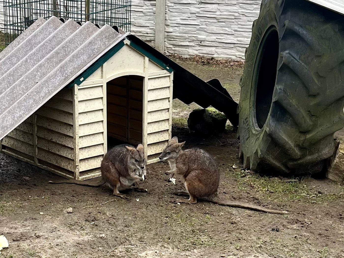 kängurus vor einer Hütte