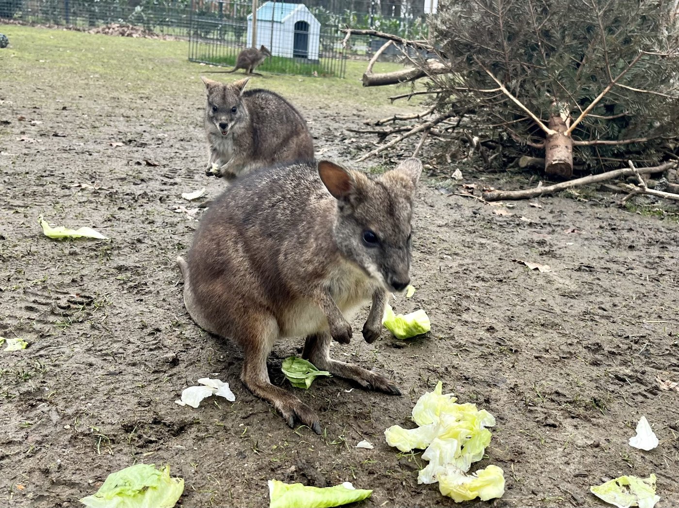 kängurus in haltern essen salat