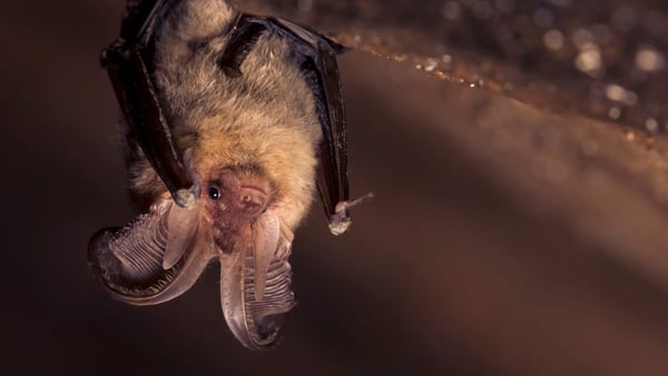 Eine Fledermaus hängt von der Decke