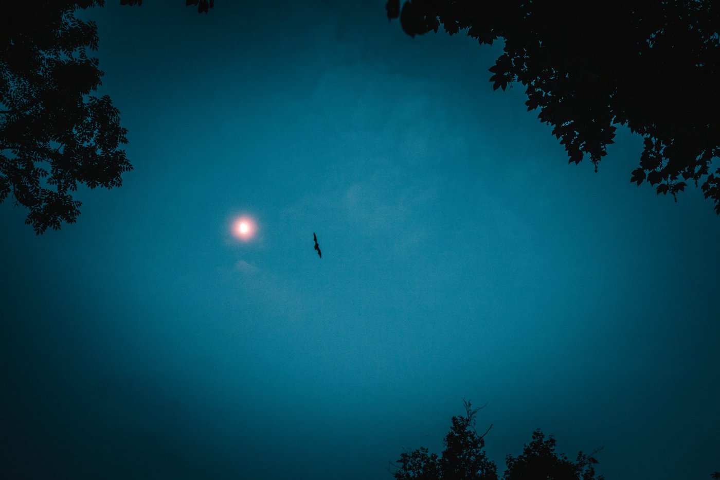 Fledermaus fliegt vor dem Mond