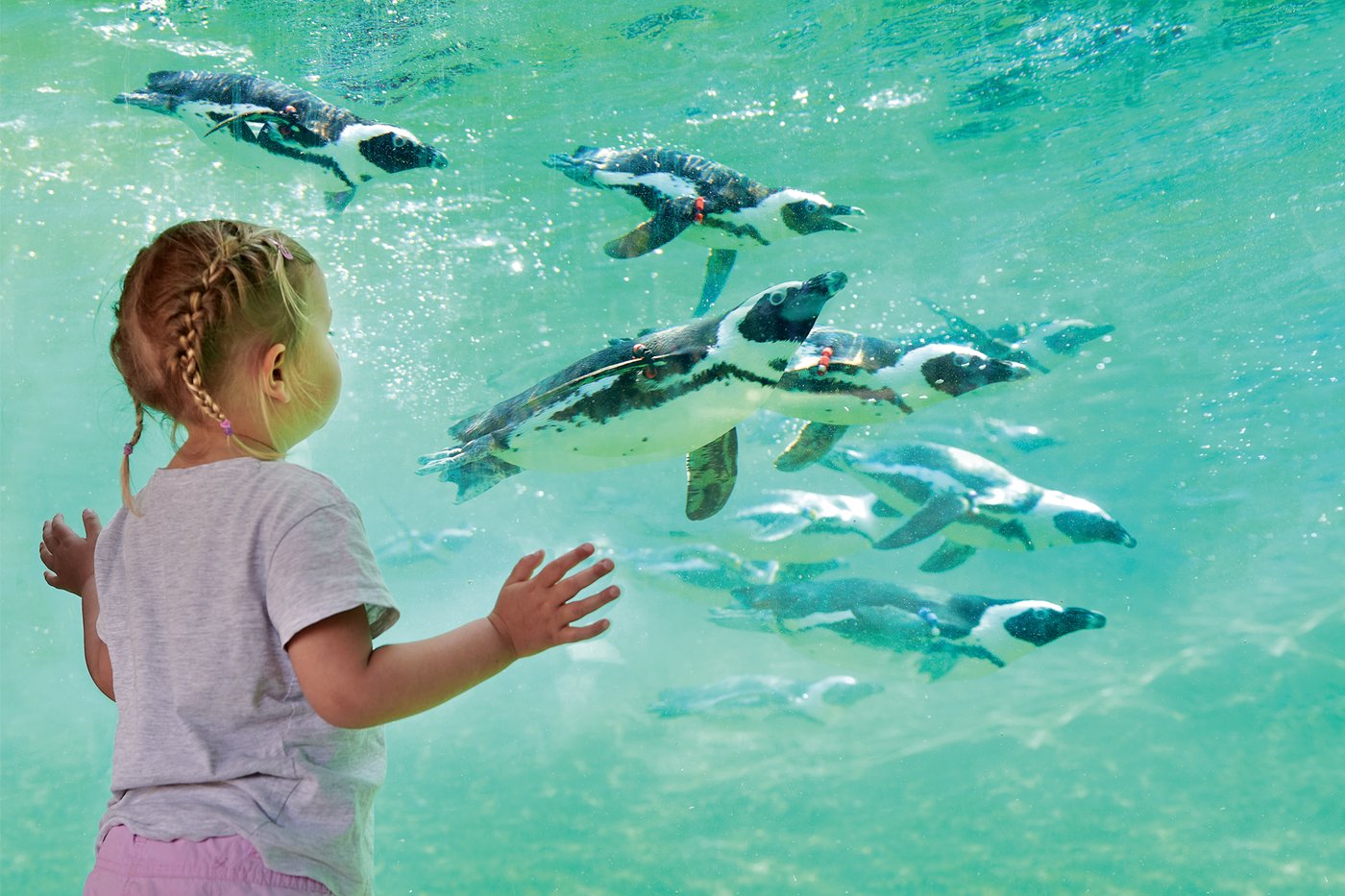 ein Mädchen beobachtet Pinguine hinter einer großen Glasscheibe