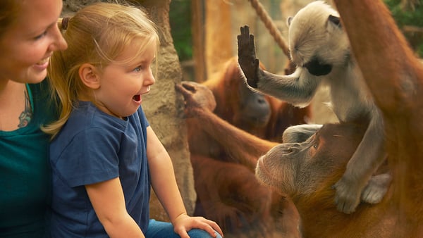 ein Mädchen betrachtet Affen im Zoo