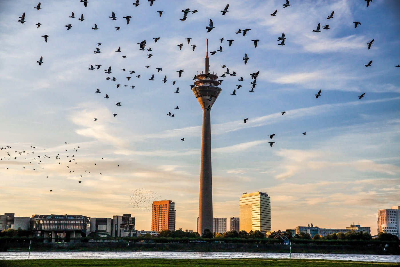Der Rheinturm in Düsseldorf, im Vordergrund fliegt ein Vogelschwarm.