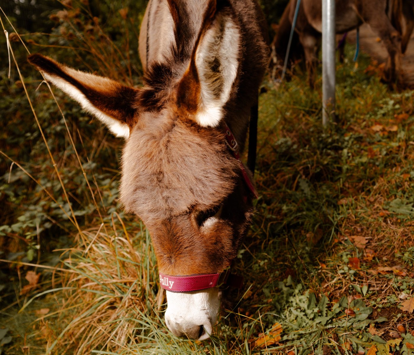 polly auf der eselfarm in fröndenberg frisst