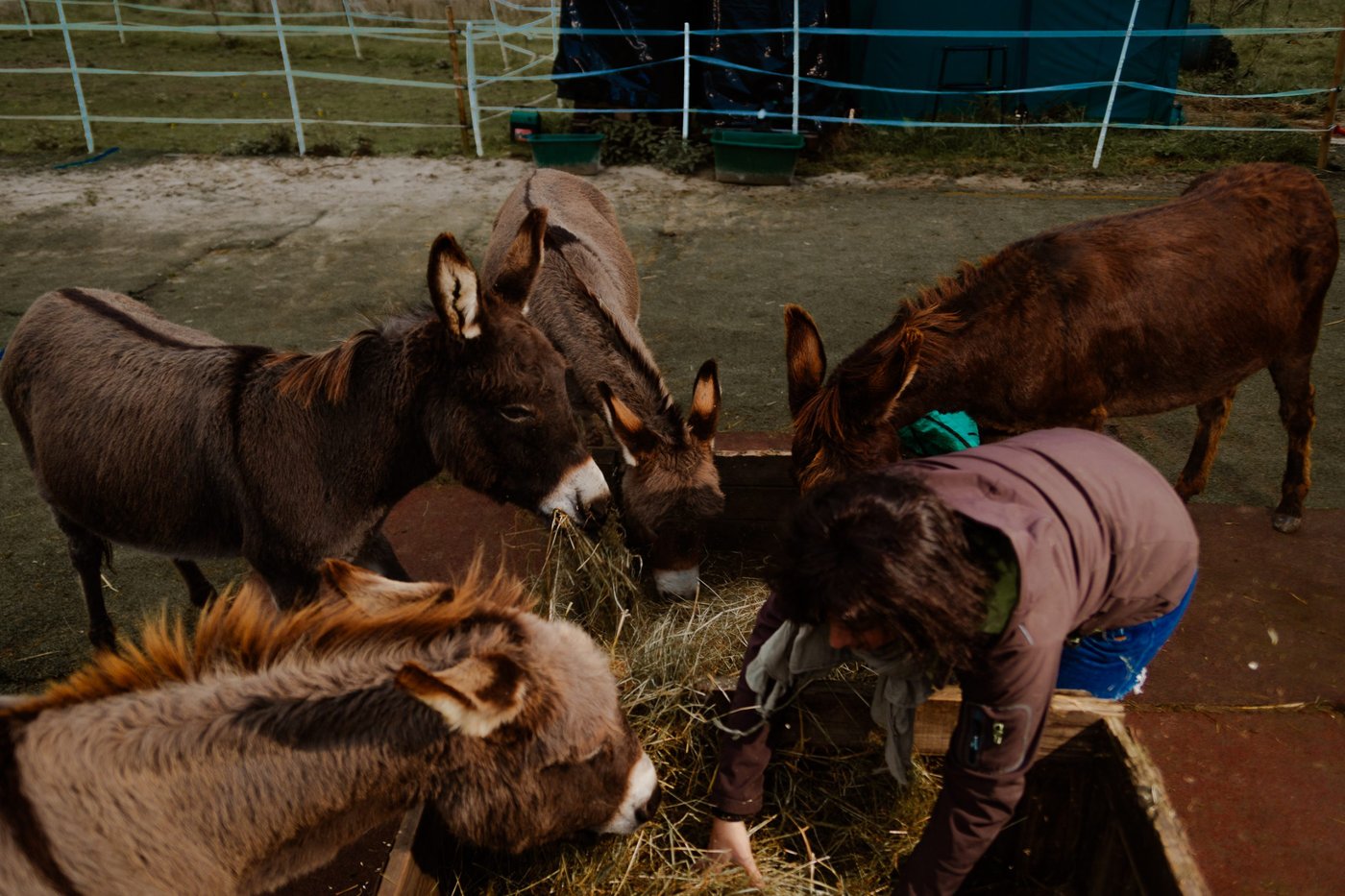 nadine füttert ihre esel auf der farm