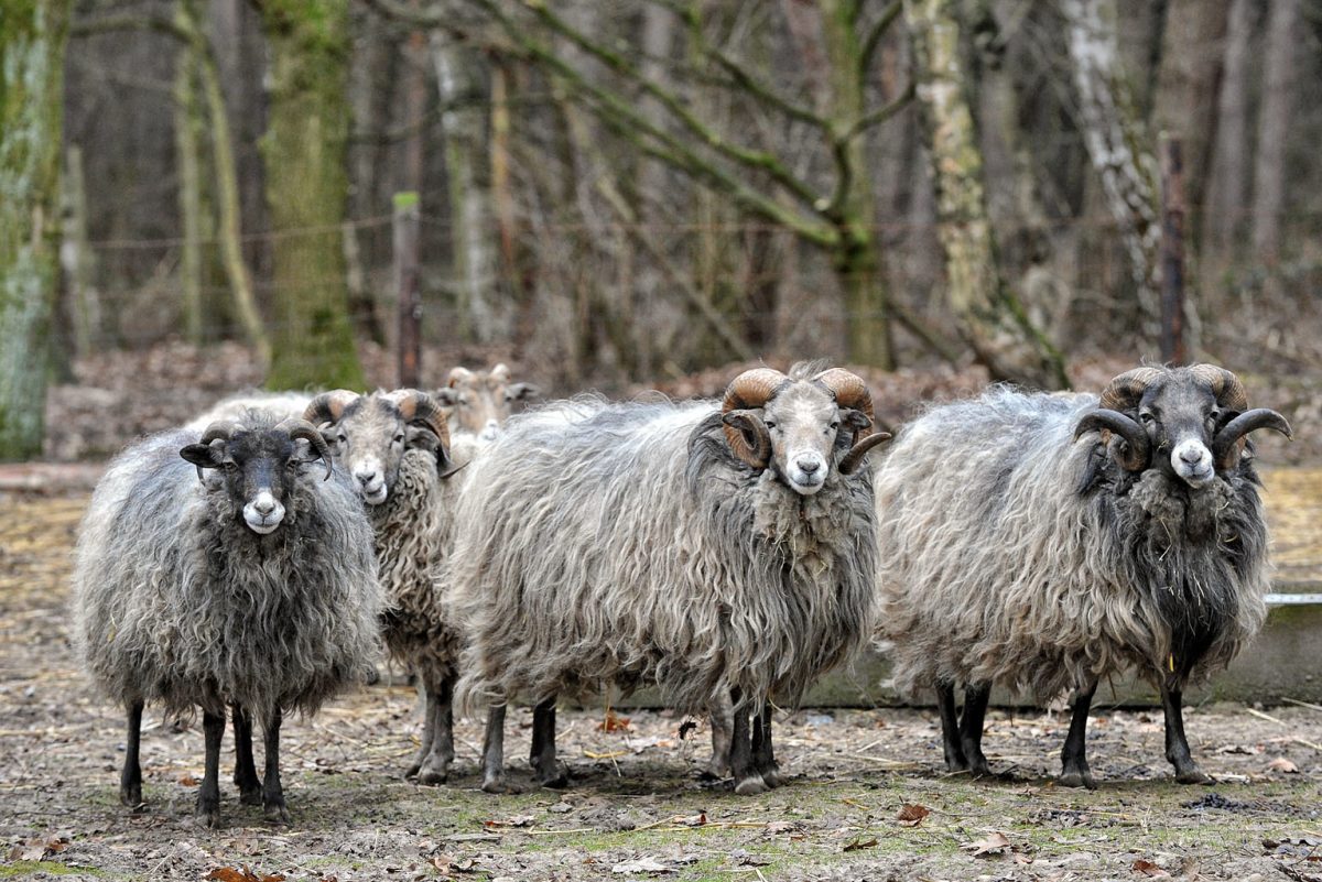 Heidschnucken im Wildpark Gangelt