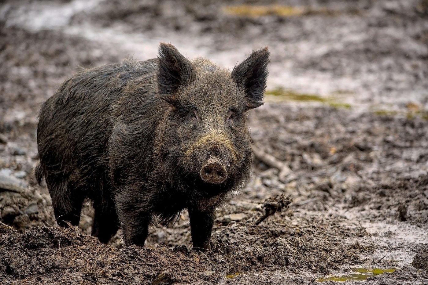 Wildschwein 