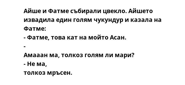 Айше и Фатме събирали цвекло. Айшето извадила един голям чукундур и казала на Фатме: - Фатме, това кат на мойто Асан. - Амааан ма, толкоз голям ли мари? - Не ма, толкоз мръсен.