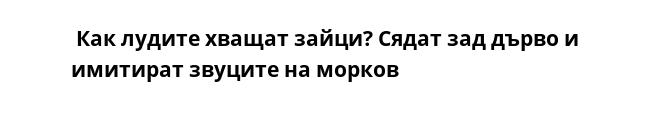  Как лудите хващат зайци? Сядат зад дърво и имитират звуците на морков