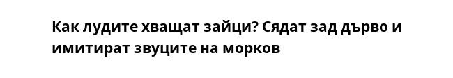 Как лудите хващат зайци? Сядат зад дърво и имитират звуците на морков