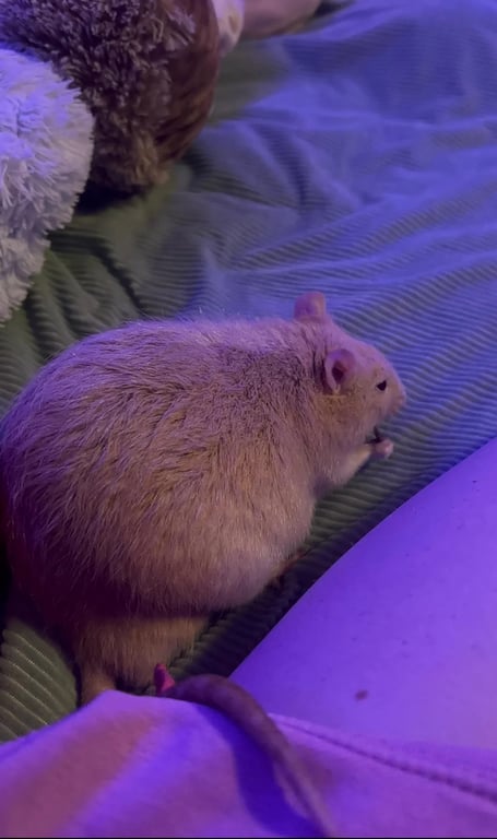 ratseller