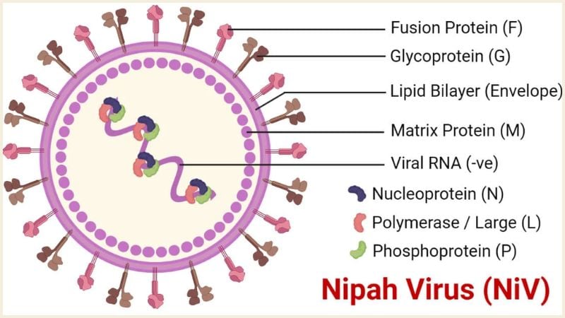 Nipah virus spreads to 35 districts, hospitals put on high alert