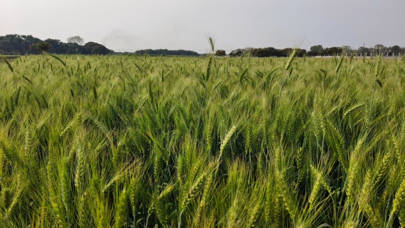 94,143 hectares brought under wheat cultivation in Rajshahi region
