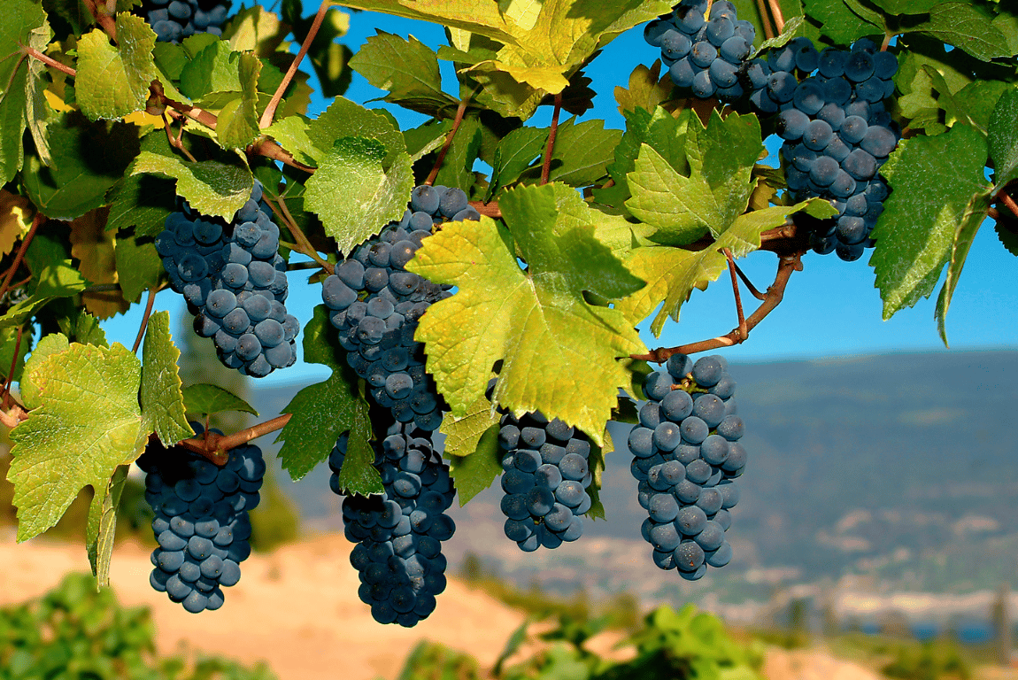 Discover why Merlot grows so well in Bordeaux’s clay soils and how terroir shapes flavour, structure, and ageing