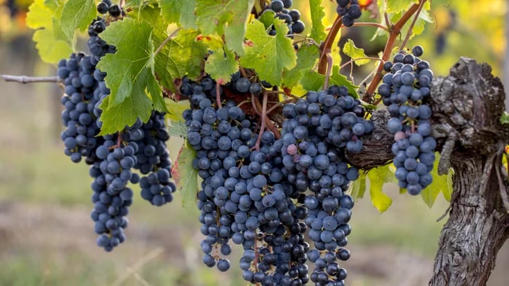 Discover how Cabernet Sauvignon defines Left Bank Bordeaux wines, from Médoc gravel soils to blending traditions, structure, and ageing potential