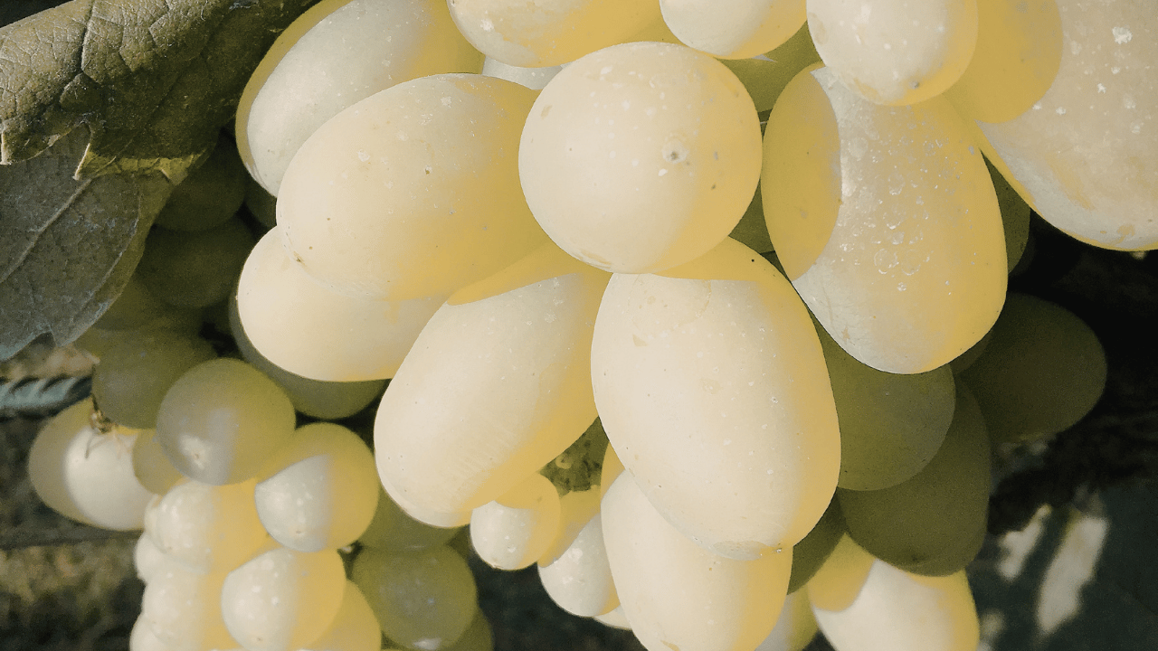 The Three Rivers That Define Bordeaux