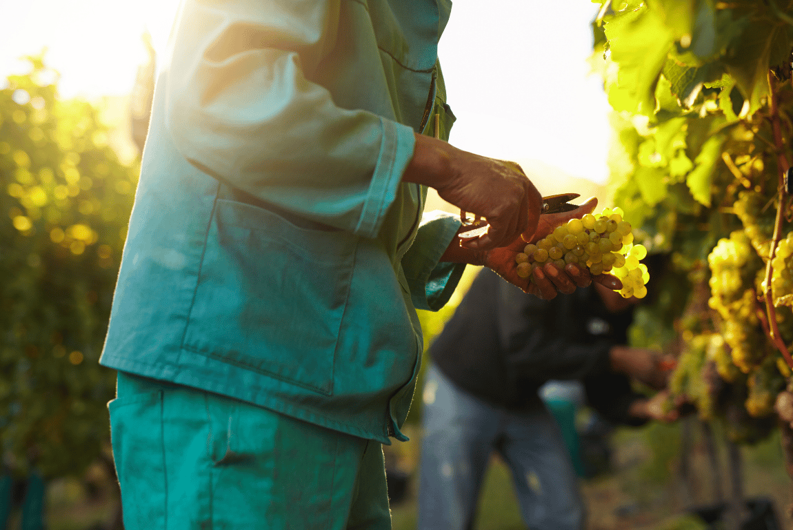 Discover how grape harvesting works in Saint-Émilion, from vineyard decisions and hand-picking Merlot to limestone terroir shaping Bordeaux wines
