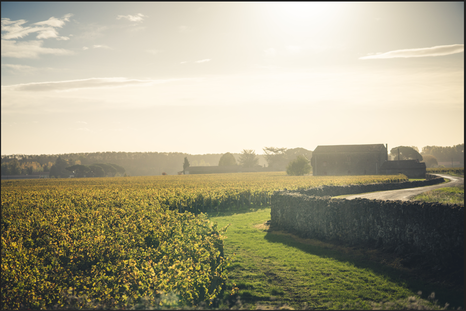 Explore Barsac sweet wines in Bordeaux, from noble rot harvests and limestone terroir to elegant flavours and exceptional ageing potential.