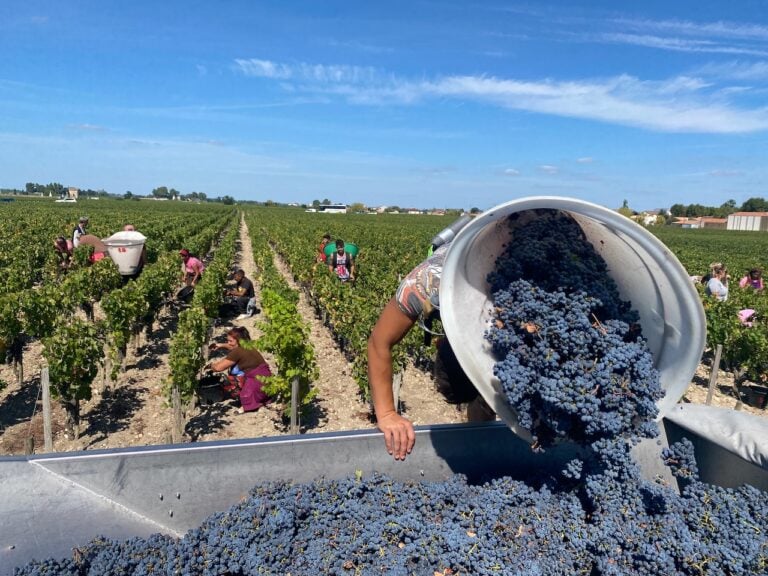 Explore the economic challenges facing Bordeaux winegrowers, from oversupply to declining demand and vineyard uprooting.