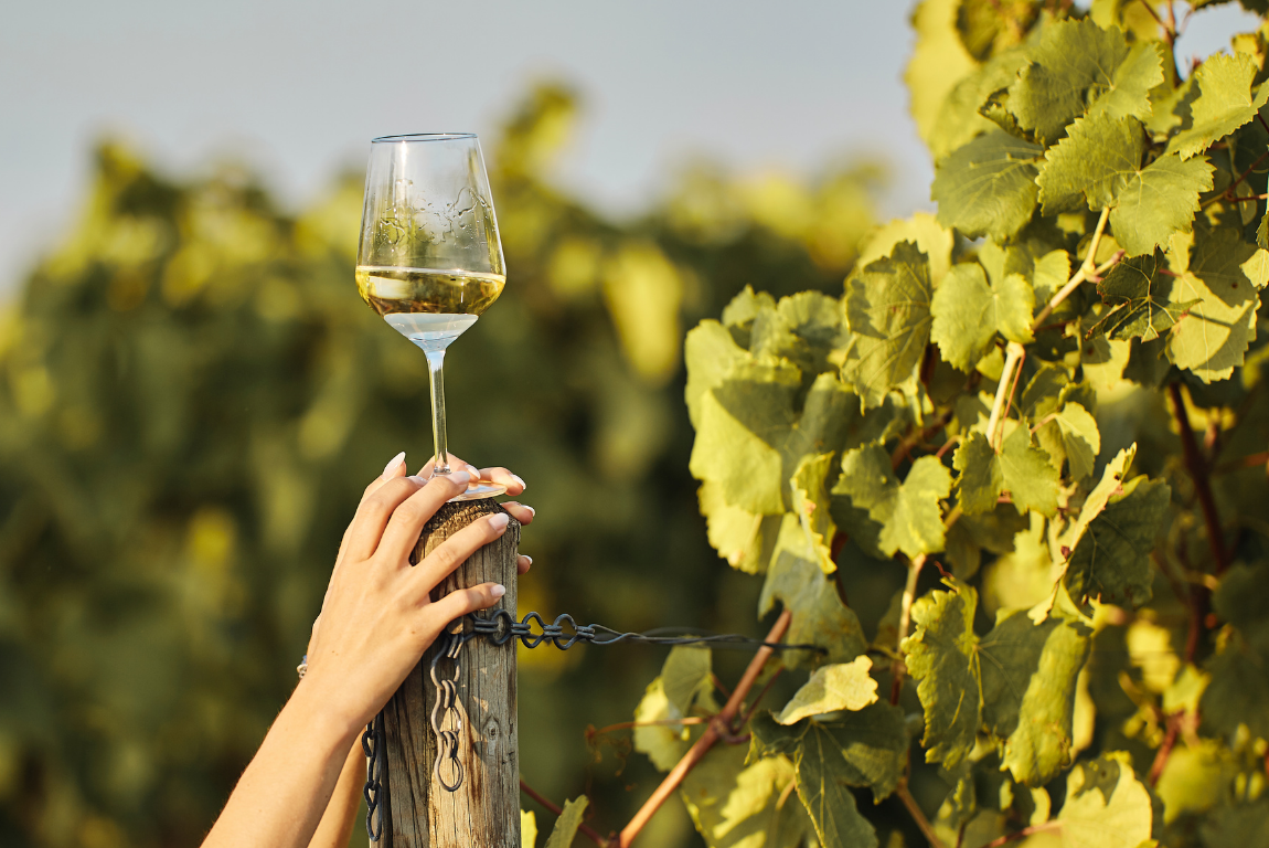 The 2025 French Wine Harvest