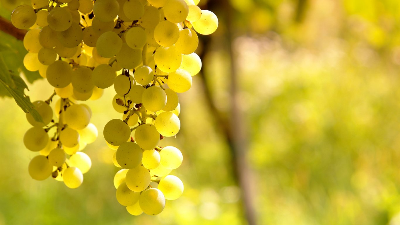 Explore Sauvignon Blanc in Bordeaux, its citrus aromatics, blending with Sémillon, and how it shapes the fresh character of Bordeaux white wines