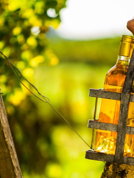Explore Sauternes wines in Bordeaux, from noble rot and river climate to ageing potential and why these sweet wines are globally unmatched.