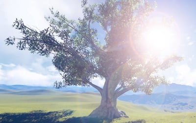 Why the tree is a metaphor for publishing