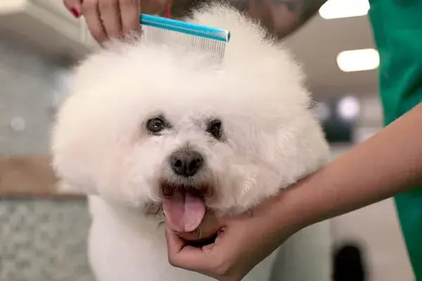 Pet Grooming