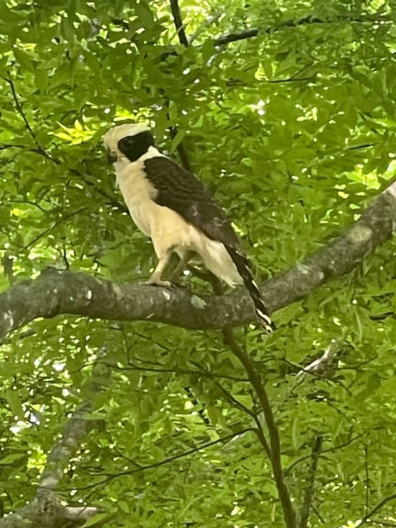 Laughing Falcon of Guanacaste...