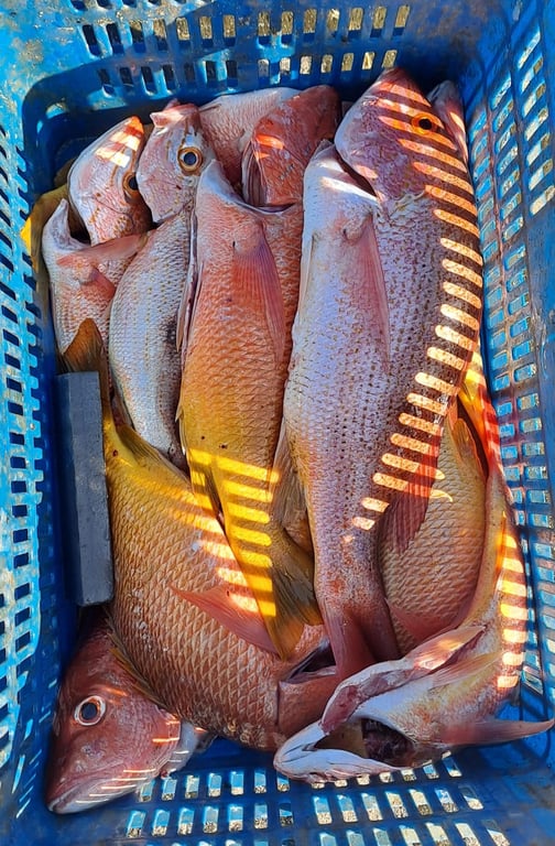 Inshore Fishing Tour