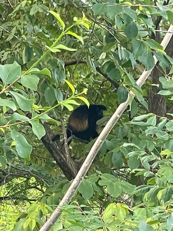 Local Congo in Marbella's Canopy...