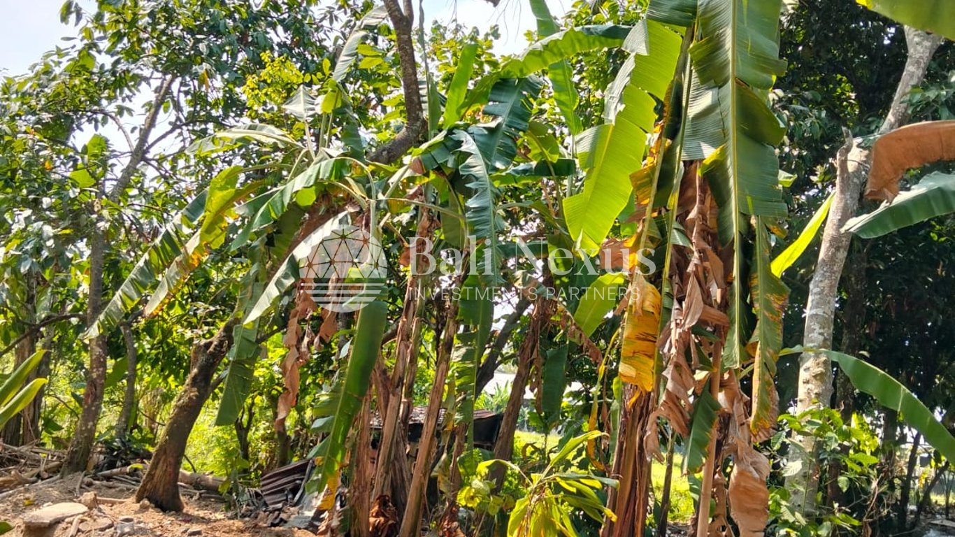 Land in Tegalalang photo 4