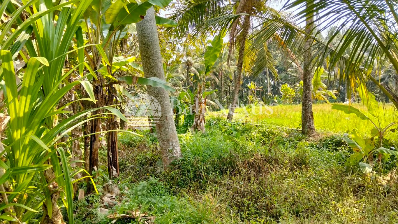 Land in Tegalalang photo 1