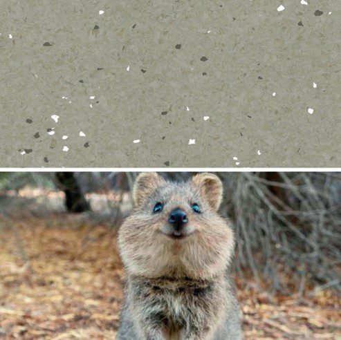 Natralis Quokka Image of Vinyl FloorSheet ArmstrongFlooring Natralis Quokka 5R502191