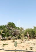 Agricultural Land / Farm | Al Dhakhira - Plot in Al Dhakhira