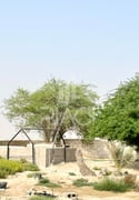 Agricultural Land / Farm | Al Dhakhira - Plot in Al Dhakhira