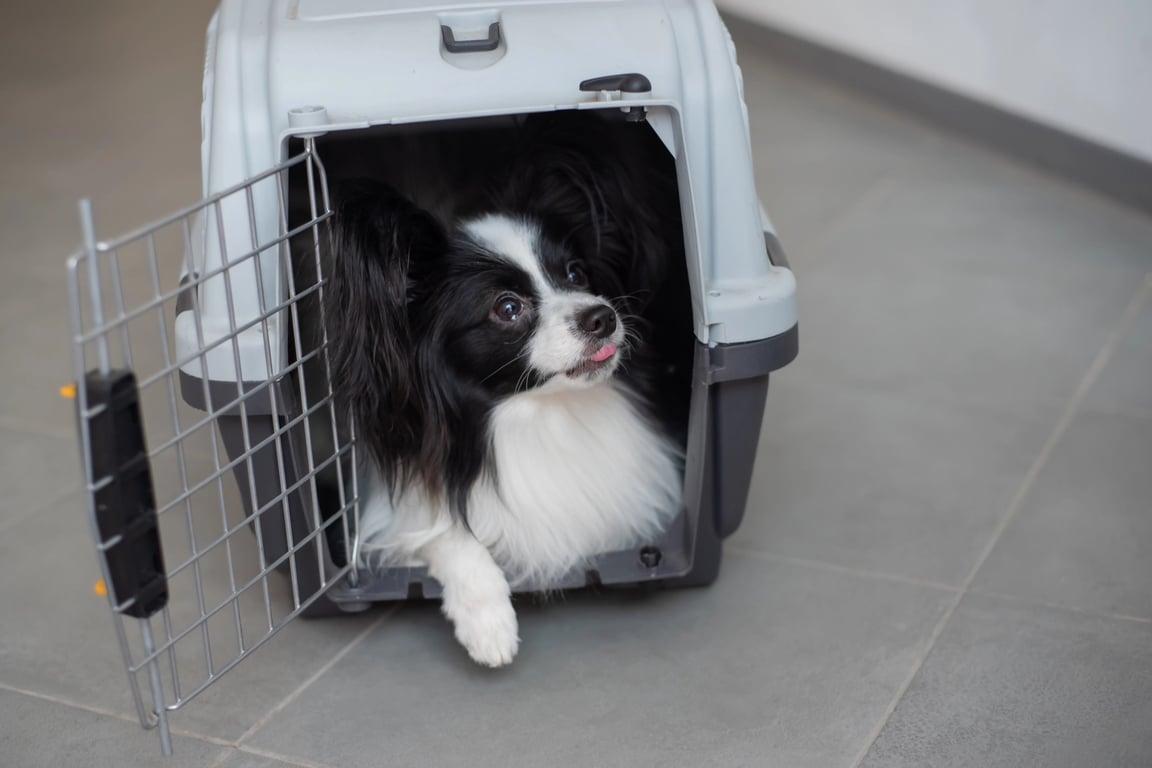 The Ultimate Guideline for Moving with Pets in Qatar Saakin.qa