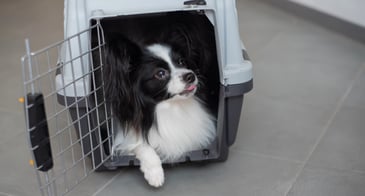 The Ultimate Guideline for Moving with Pets in Qatar
