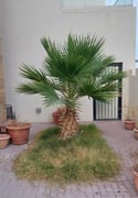 Compound Villa for rent in Ain Khaled - Villa in Ain Khaled