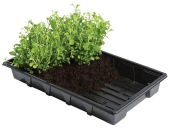 picture of Unheated Propagation