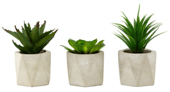 Picture of Fiori Succulents In Geo Cement Pots Set Of 3 - [PRMH-BU-X2907X023]