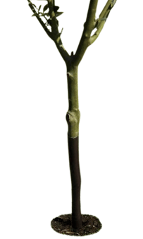 picture of Garland Spiral Tree Guard - 61cm - [GRL-W0917]