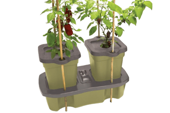 picture of Self Watering