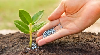 picture of Planting Feed