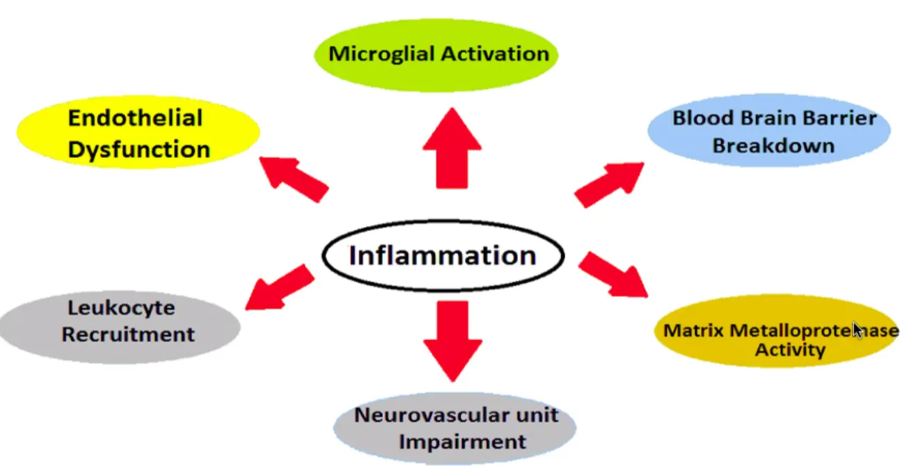 Sequelae of inflammation in Stroke and TBI