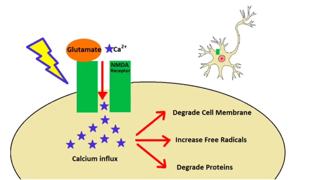 Glutamate neurotoxicity