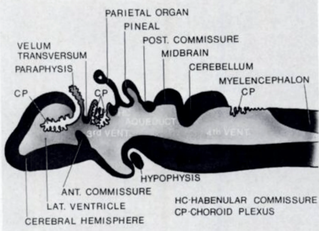 Diagram of the primitive embryonic brain with demonstration of the developing paraphysis and the choroid plexus.