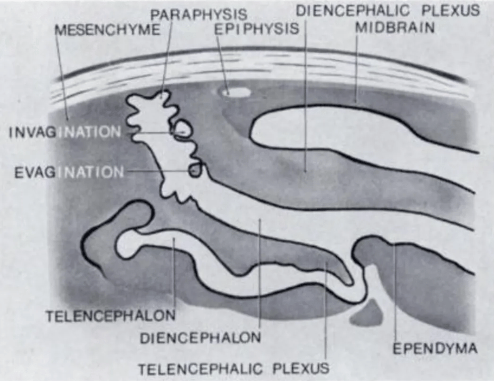Diagrammatic model depicting invagination and evagination of neuroepithelium in the roof of the third ventricle, a process which can explain why epithelium or connective tissue can line a neuroepithelial cyst.